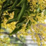 आम की फसल को कीटों और रोगों से कैसे बचाएं