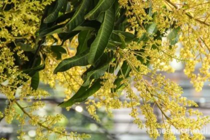 आम की फसल को कीटों और रोगों से कैसे बचाएं