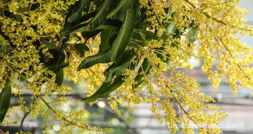 आम की फसल को कीटों और रोगों से कैसे बचाएं