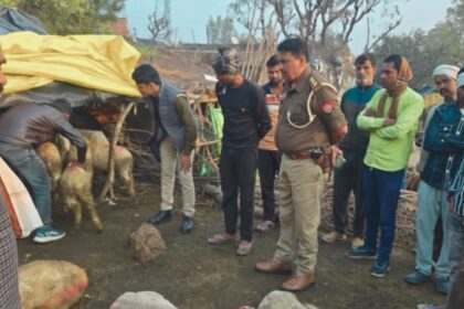 अज्ञात युवक ने भेड़ों पर किया धारदार हथियार से हमला