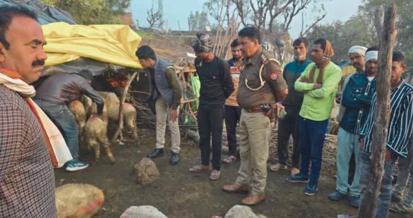 अज्ञात युवक ने भेड़ों पर किया धारदार हथियार से हमला