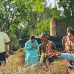चिचौली गांव में एडीएम की मौजूदगी में गेहूं की क्रॉप कटिंग
