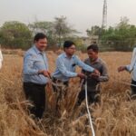 ककोर बुजुर्ग में डीएम की मौजूदगी में हुई गेहूं की क्रॉप कटिंग