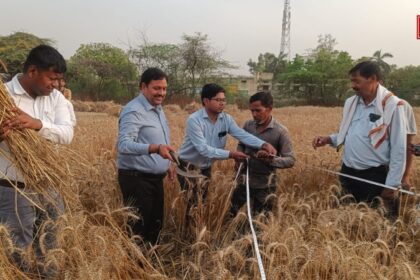 ककोर बुजुर्ग में डीएम की मौजूदगी में हुई गेहूं की क्रॉप कटिंग