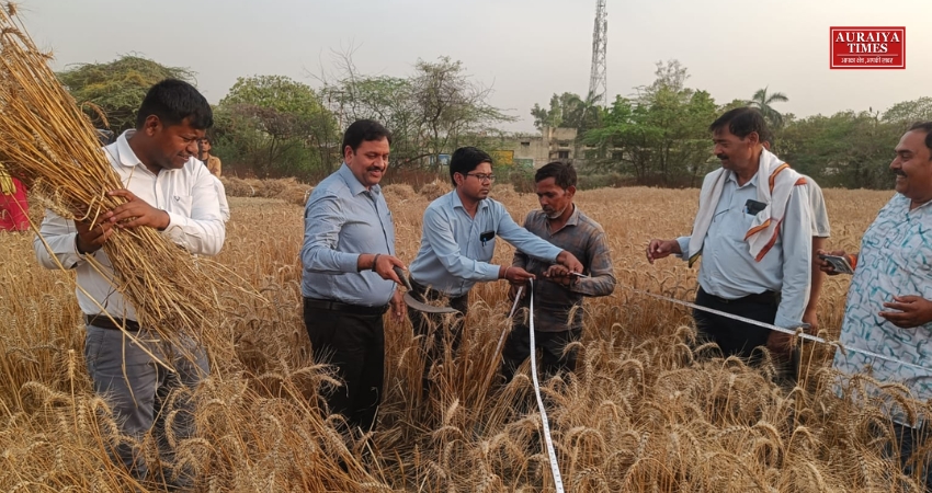 ककोर बुजुर्ग में डीएम की मौजूदगी में हुई गेहूं की क्रॉप कटिंग