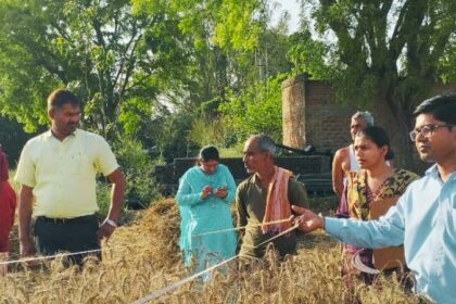 चिचौली गांव में एडीएम की मौजूदगी में गेहूं की क्रॉप कटिंग