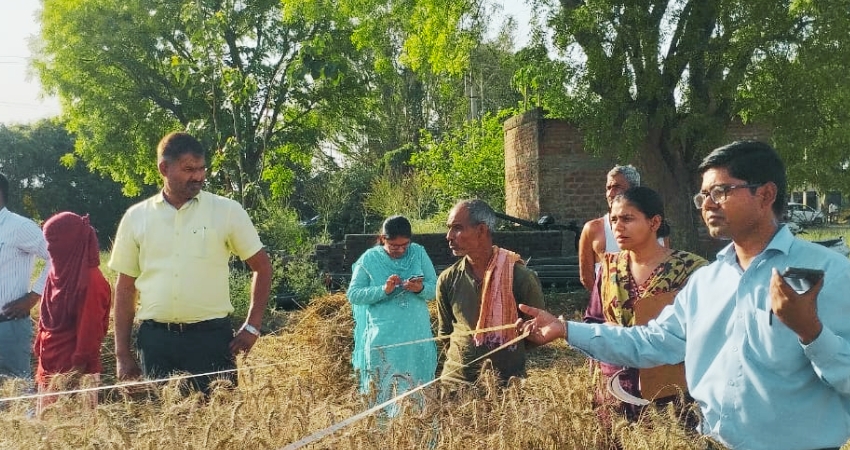 चिचौली गांव में एडीएम की मौजूदगी में गेहूं की क्रॉप कटिंग